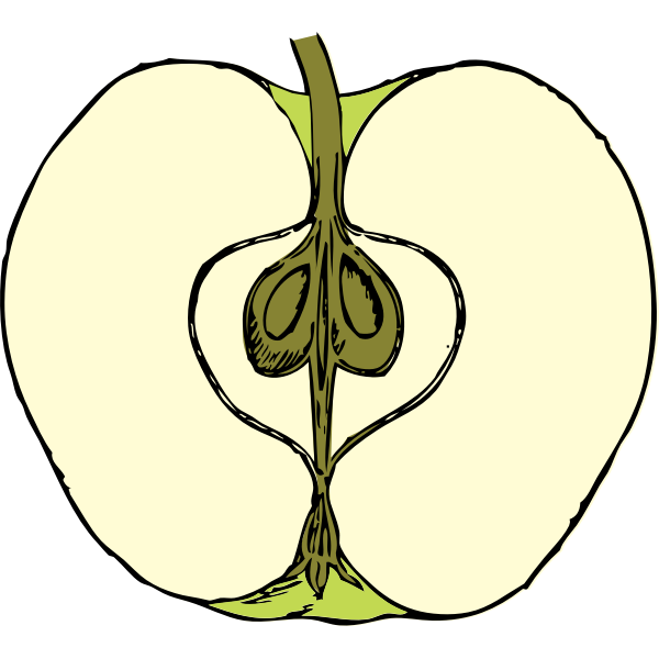 SVG Vector image of apple cut in half