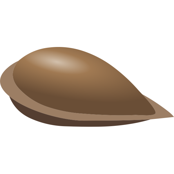 SVG Vector image of apple seed