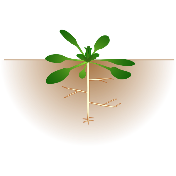 SVG Vector image of arabidopsis thaliana