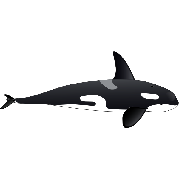 SVG Vector image of big orca