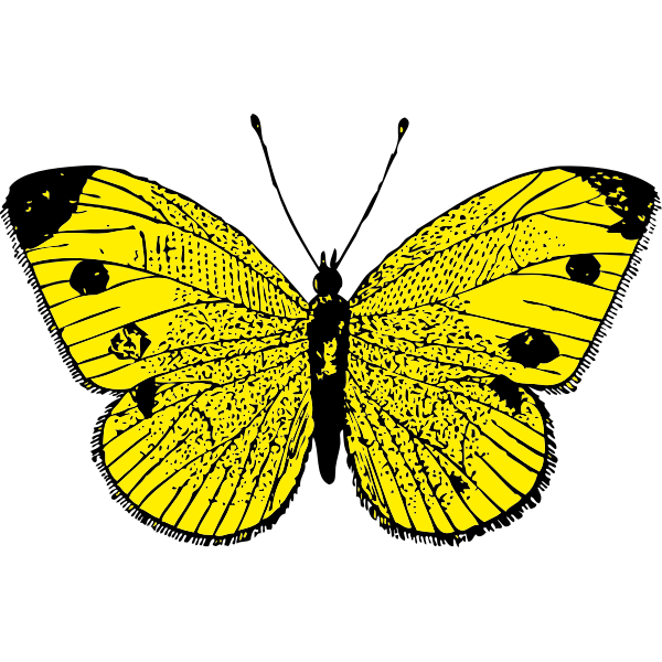 SVG Vector image of black and yellow butterfly