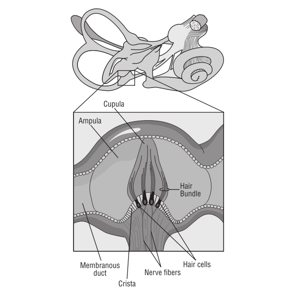 SVG Vector image of brain