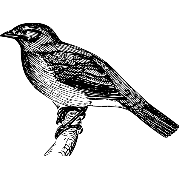 SVG Vector image of bulbul