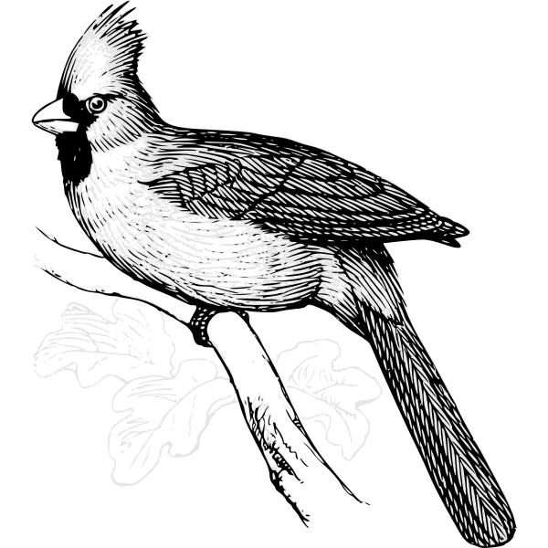 SVG Vector image of cardinal bird on a branch