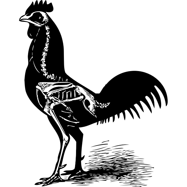 SVG Vector image of chicken skeleton