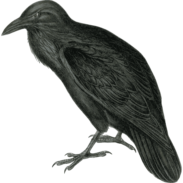 SVG Vector image of dark colored raven in monotone