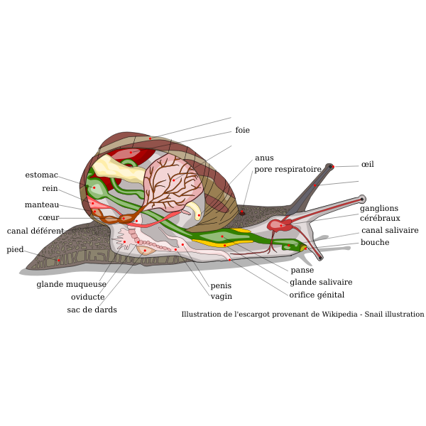 SVG Vector image of diagram of snail body