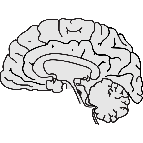SVG Vector image of grey human brain with thin black line