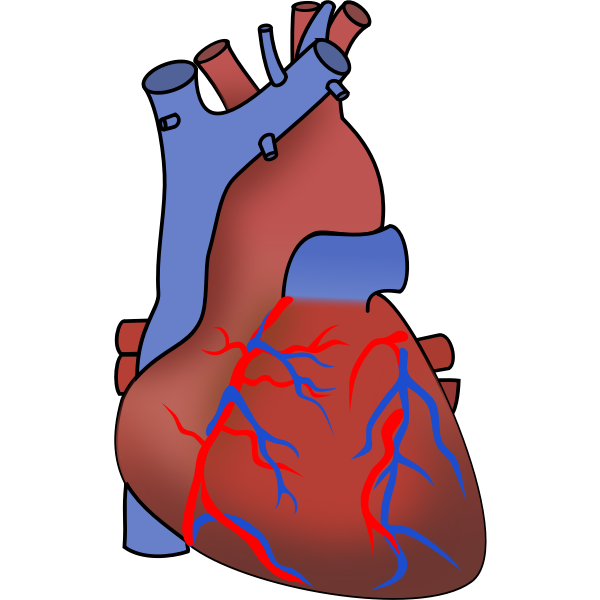 SVG Vector image of heart showing valves arteries and veins