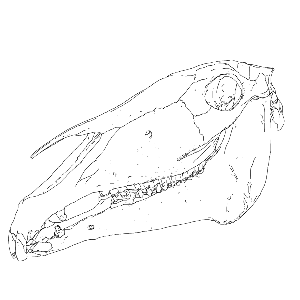 SVG Vector image of horse head bones