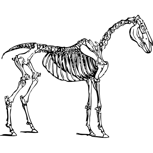 SVG Vector image of horse skeleton
