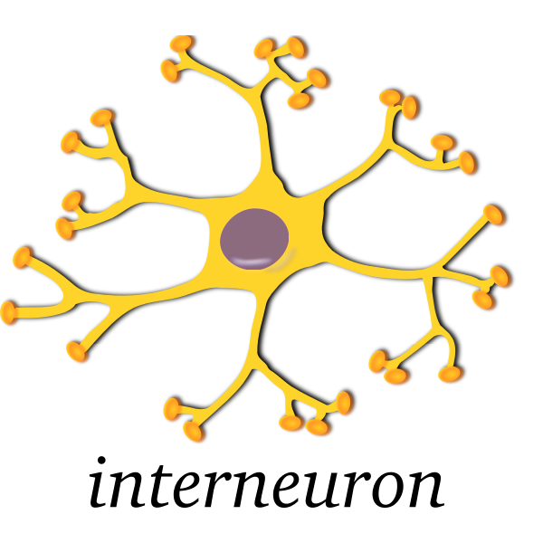 SVG Vector image of neuron