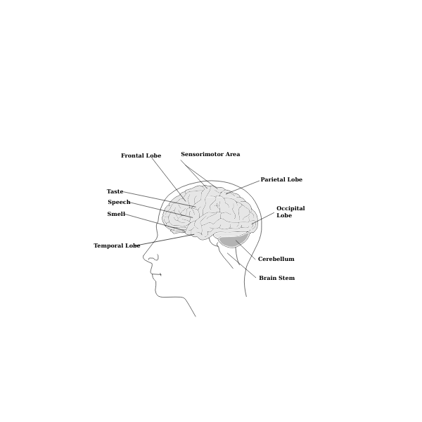 SVG Vector image of parts of human brain diagram