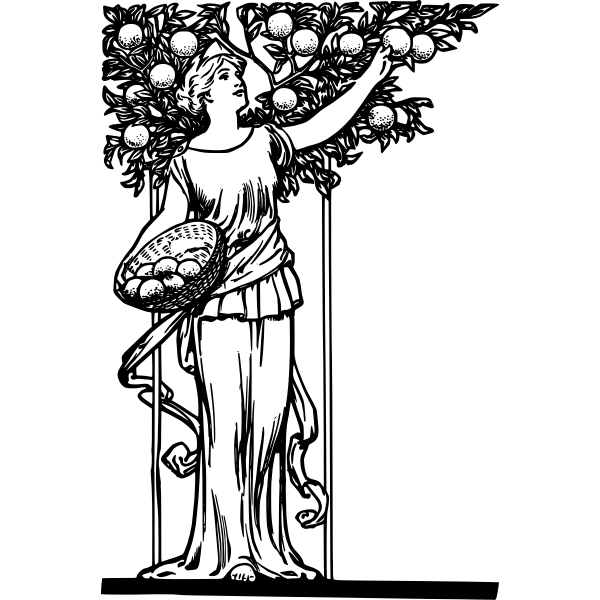 SVG Vector image of picking oranges from a tree