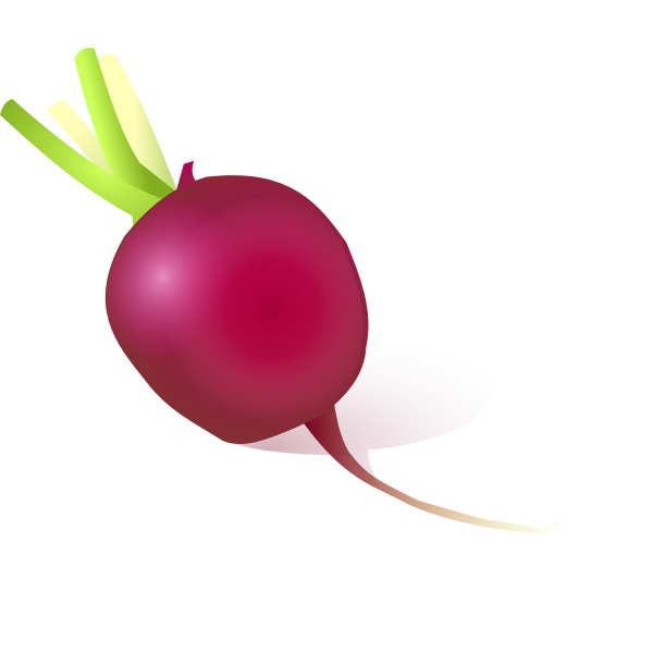 SVG Vector image of radish