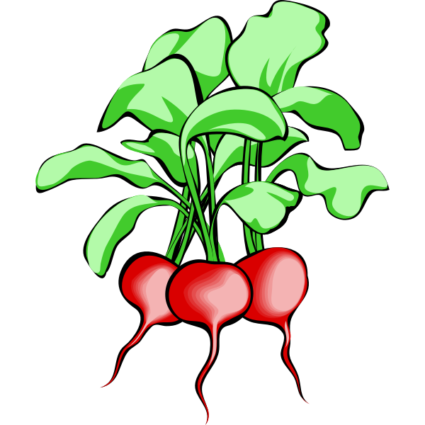 SVG Vector image of radishes