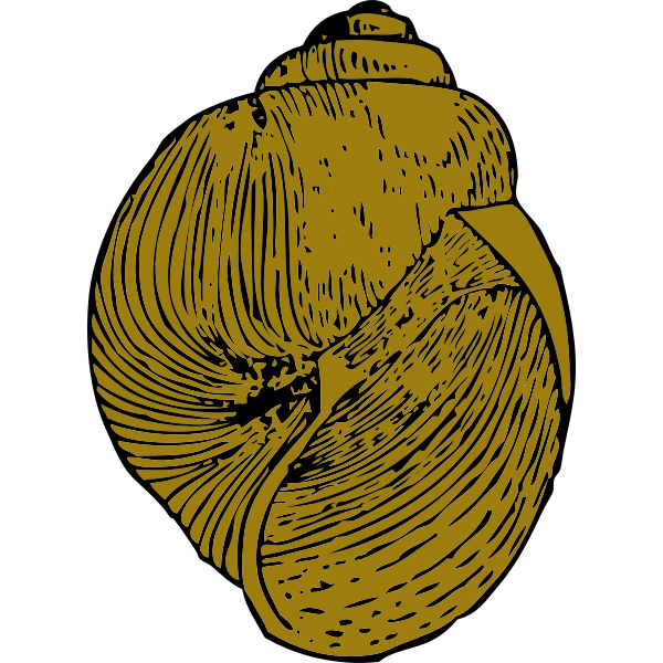 SVG Vector image of snail shell