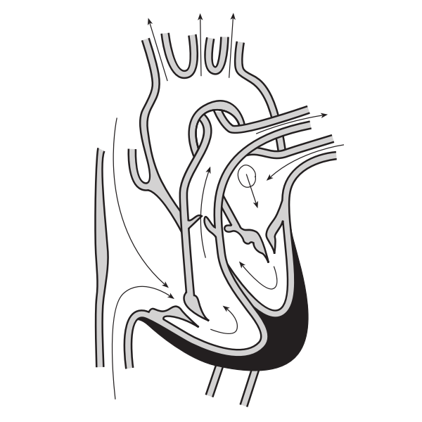SVG Vector image of the heart and course of blood flow through the heart chambers
