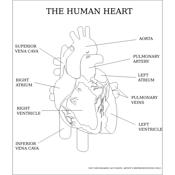SVG Vector image of the human heart