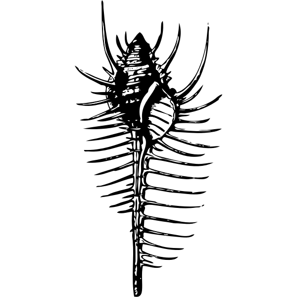 SVG Venus comb murex vector drawing