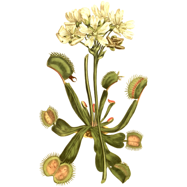 SVG Venus fly trap