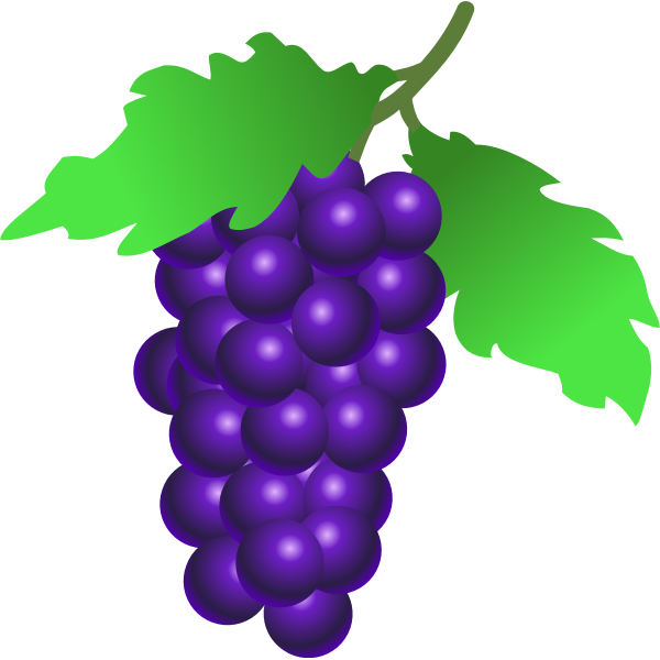 SVG Vestor illustration of ripe grapes