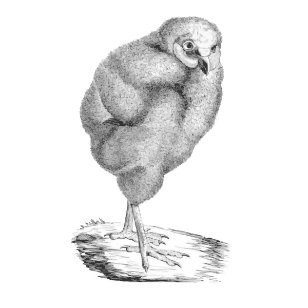 SVG Victorian bird illustration