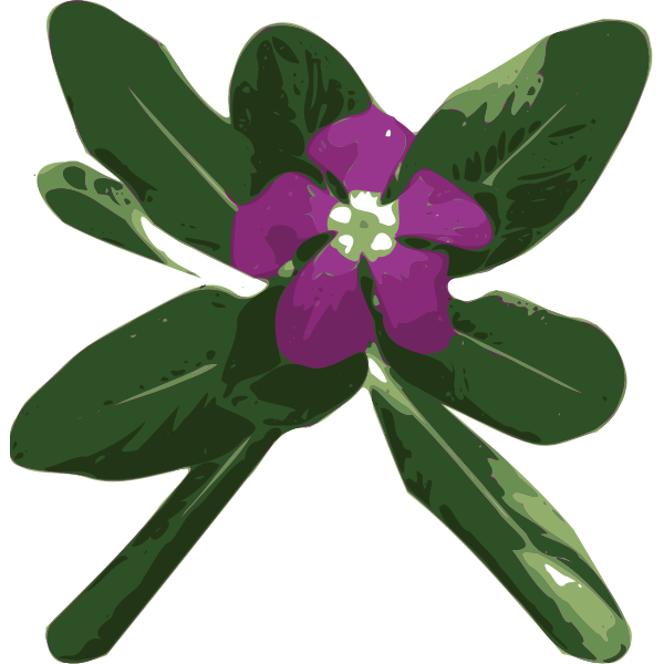 SVG Vinca