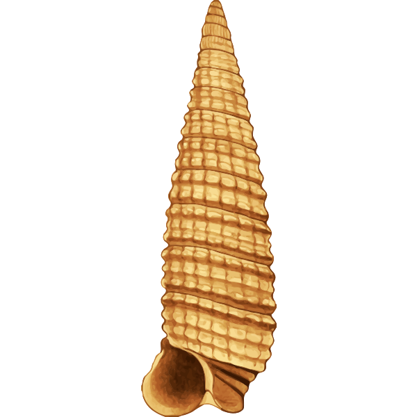 SVG Vintage shell