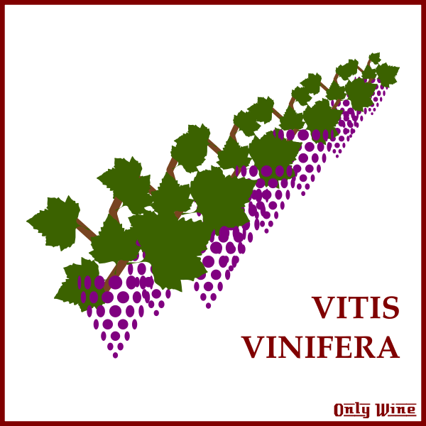 SVG Violet grapes symbol