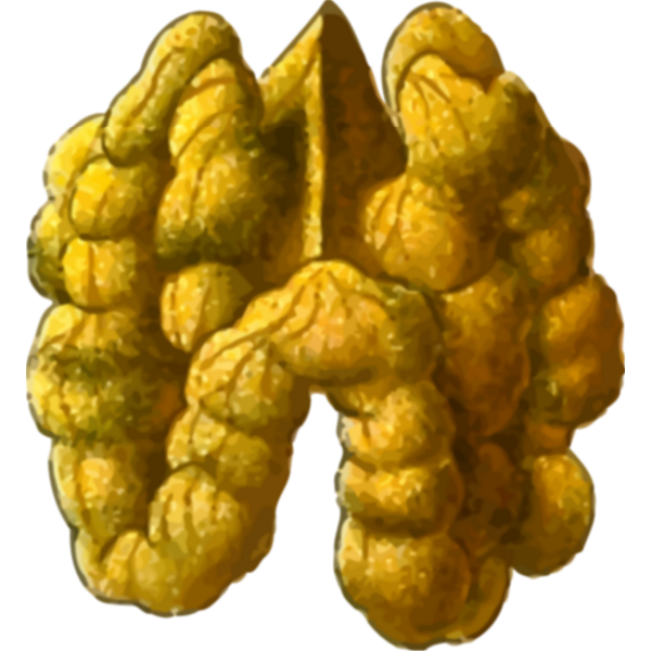 SVG Walnut seed