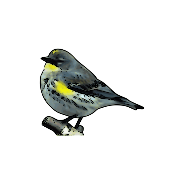 SVG Warbler vector trace