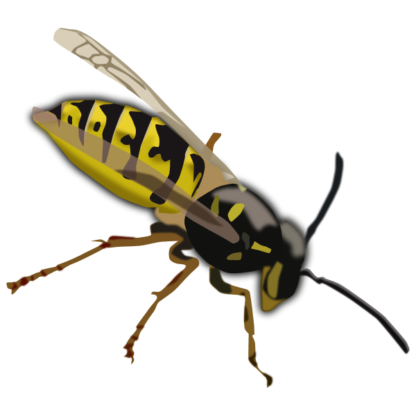 SVG Wasp drawing
