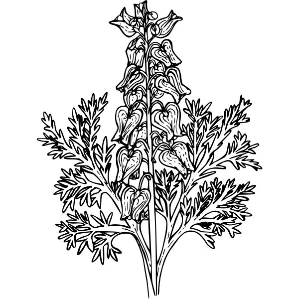 SVG Western bleeding heart