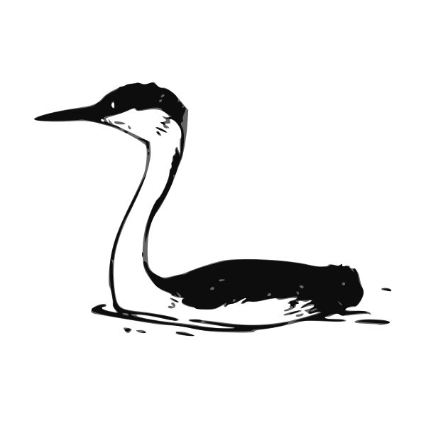 SVG Western Grebe vector