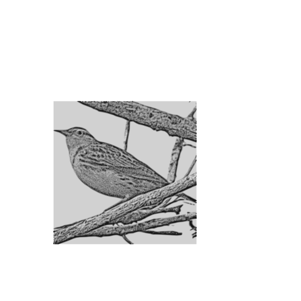 SVG Western Meadowlark vector drawing