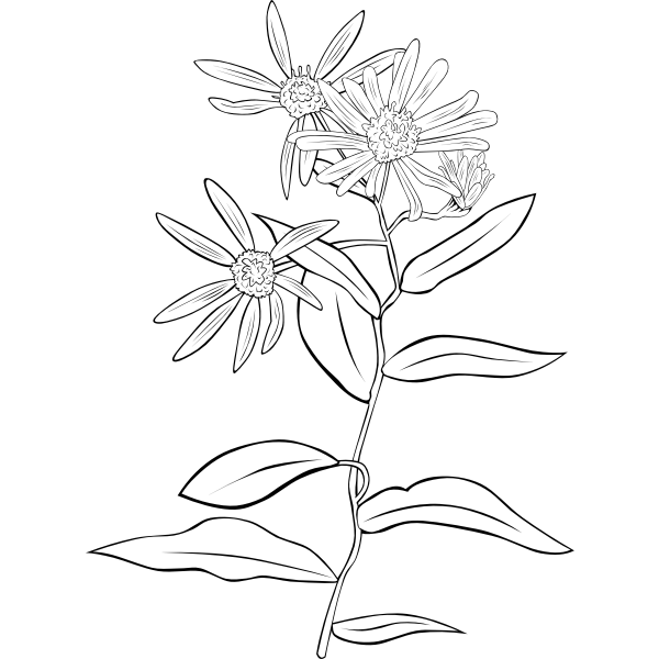 SVG Western Showy Aster vector drawing