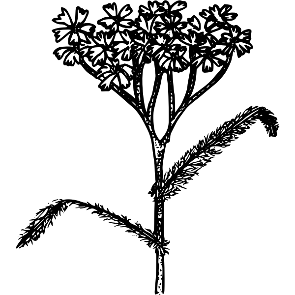 SVG Western yarrow