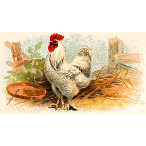 SVG White chicken color illustration