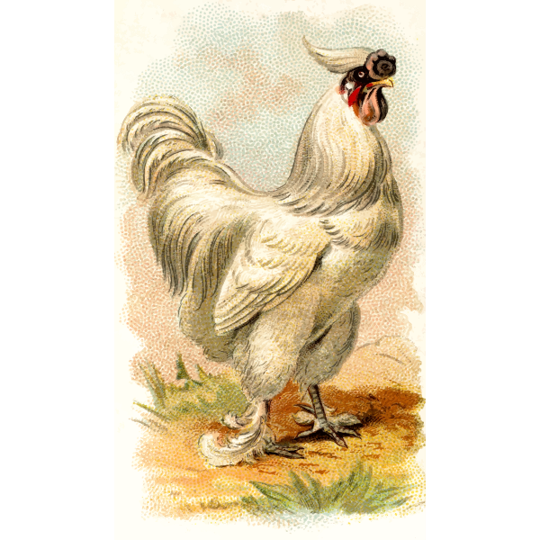 SVG White chicken vector image