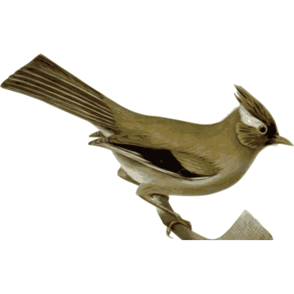 SVG White-collared yuhina