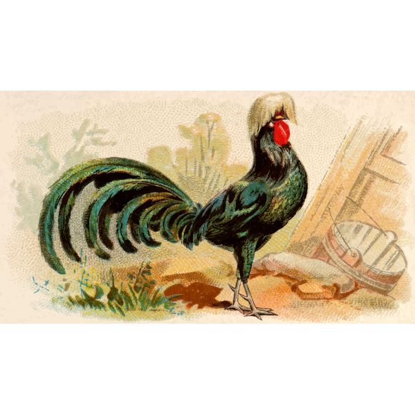 SVG White-Crested Black Polish