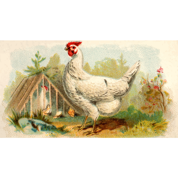 SVG White Dorkings chicken