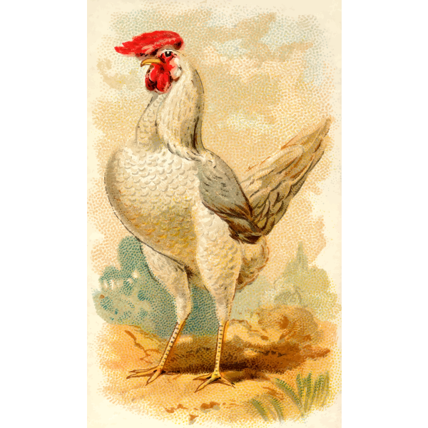 SVG White Leghorn Hen
