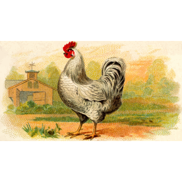 SVG White Plymouth Rock