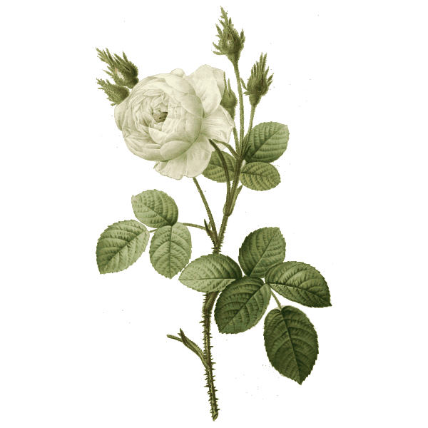 SVG White rose with thorns
