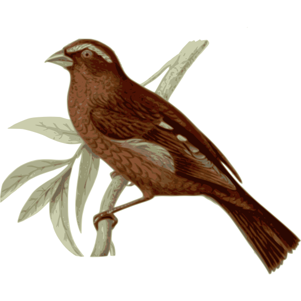 SVG Wild bird on a branch