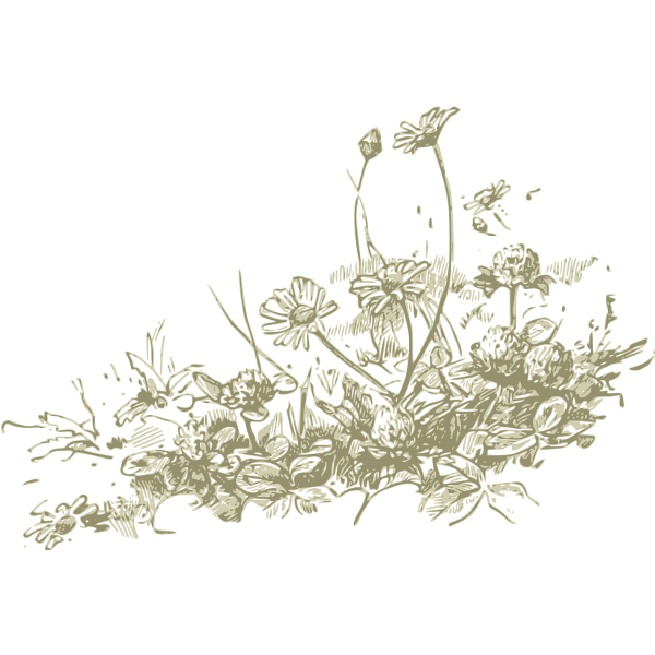 SVG Wild flowers vector drawing