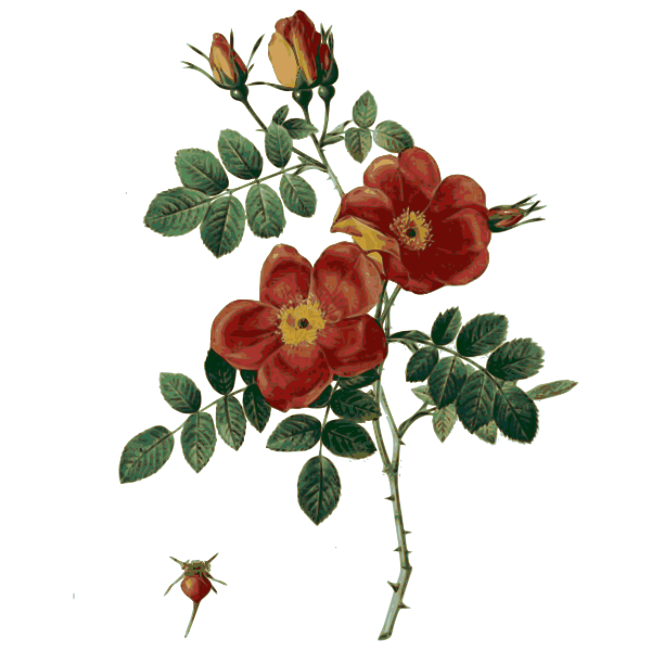 SVG Wild red rose blossom