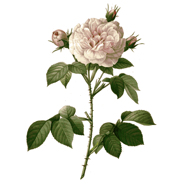 SVG Wild red rose with thorns